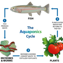 What is Aquaponics?